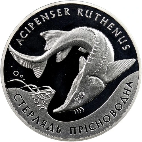 Реверс монети срібла «Срібна монета Стерлядь прісноводна», 2012 рік, 10 ₴